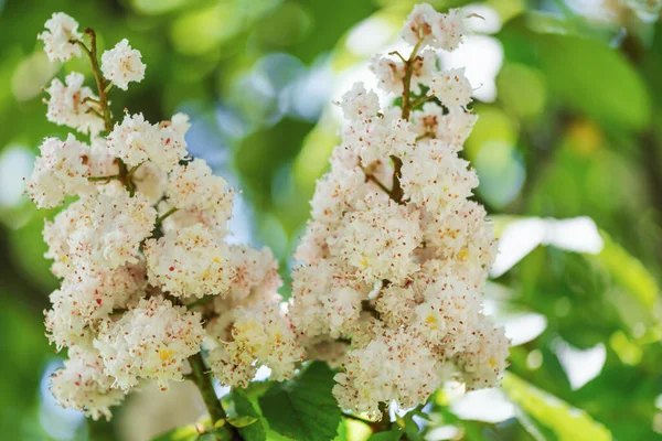 Horse Chestnut Flowers Garden Kiev Ukraine — Stock Photo, Image