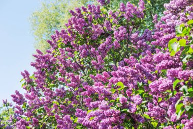 Leylak, hem güneyde hem de kuzey Avrupa 'da son derece dayanıklı, lüks bir çalılıktır. Baharda büyük kızılötesi ışınlar ile bahçeler süslenir..