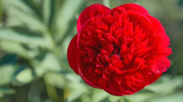 Herbaceous Peony Red Charm Looks Wide Deep Red Bowl Filled — Stock Photo, Image