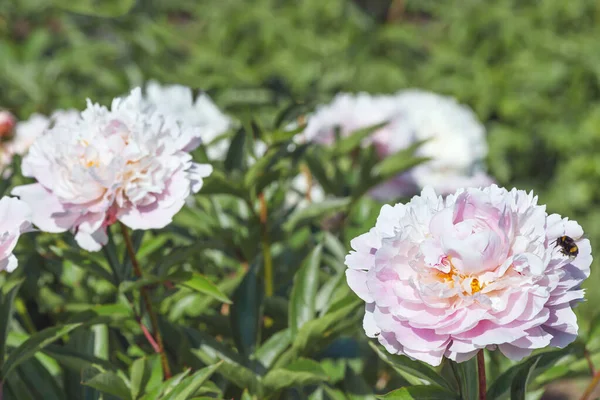 Herbaceous Peony Alertie Terry Flower Hemispherical Pink Light Pink Size — Stock Photo, Image