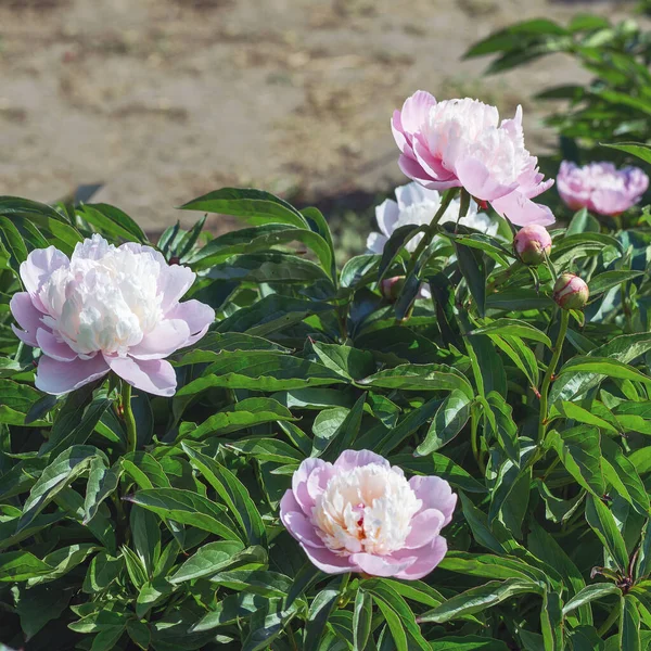 Peony Bark Stubbs Magnificent Anemone Shaped Flowers Look Pink Crimson — Stock Photo, Image