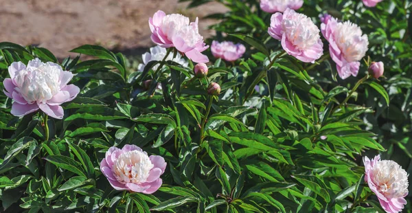 牡丹樹皮スタブ 右下の花びらで構成され 右の角度で曲げピンク 深紅色のソーサーのように見える壮大なアネモネ型の花 このソーサーに位置し フリルボール — ストック写真