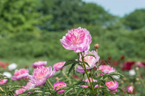 Peony Grassy Pearl Placer Japanese Form First Shade Flower Pale — Stock Photo, Image
