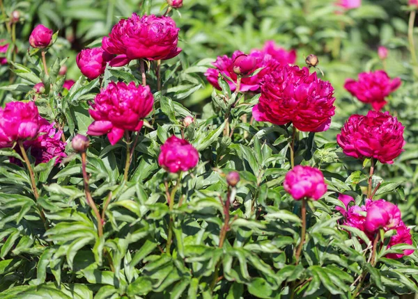 Herbaceous Peonies Kobzar Bush Upright Flower Densely Rose Shaped Color — Fotografia de Stock