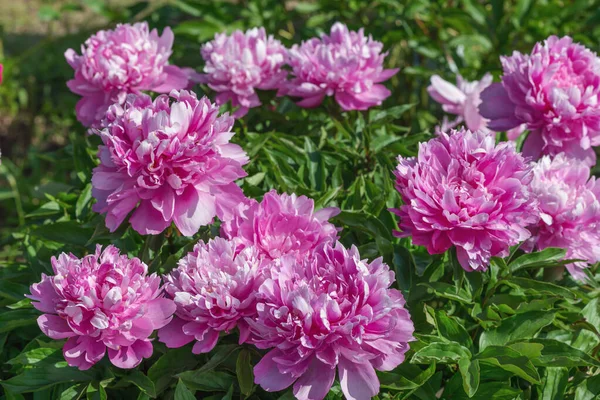 Stunning Herbaceous Blue Rose Peonies Delicate Purple Hue Perennial Plant — Photo