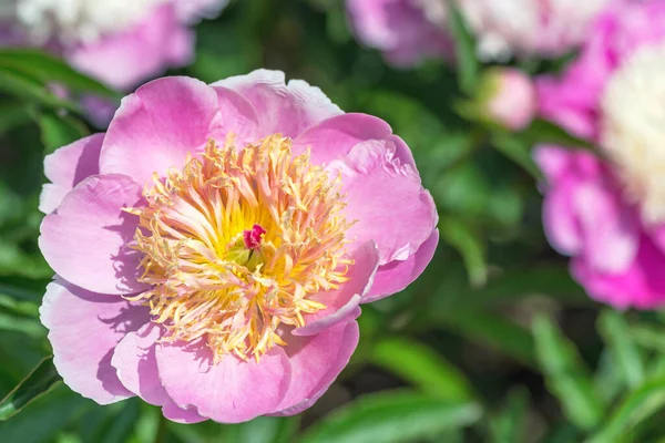 Peony Grassy Pearl Placer Japanese Form First Shade Flower Pale — Stock Photo, Image