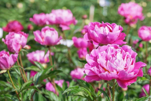 Pivoine Suzette Hybride Terry Les Fleurs Sont Grandes Jusqu Diamètre — Photo