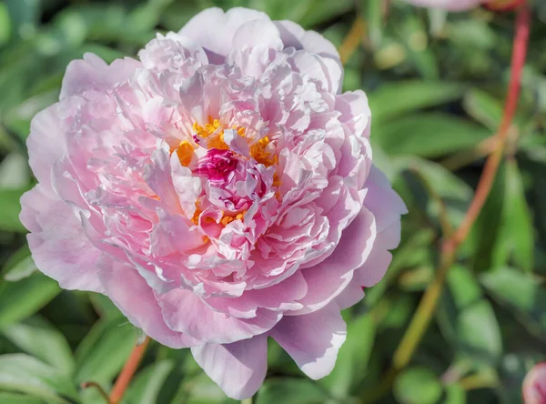 Blush Queen Peony Flor Leitosa Com Flores Gigantes Forma Duplo — Fotografia de Stock