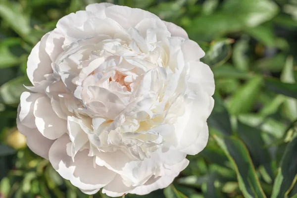 Peônias Brancas Duplas Impressionantes Com Uma Tonalidade Rosa Delicada — Fotografia de Stock