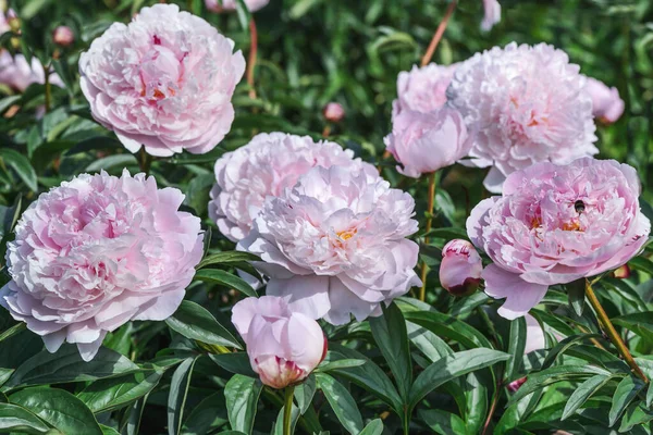 Pivoine Rougissante Reine Est Laiteuse Avec Des Fleurs Géantes Double — Photo