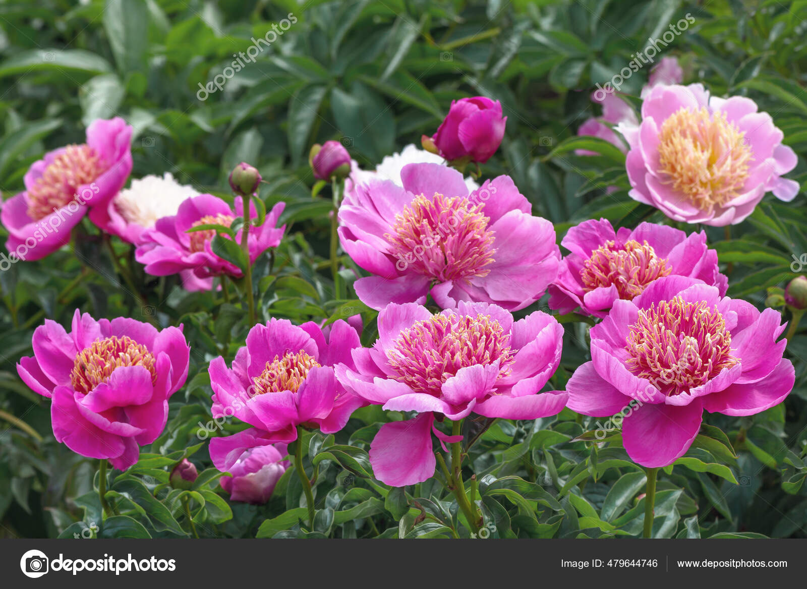 Peony Neon One Most Popular Japanese Inflorescences Two Row Cup