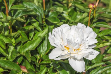 Herbaceous şakayık A. L. Perry, sarı merkezli güzel, beyaz, zarif bir çiçektir..