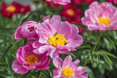 Herbaceous şakayık gümüşi gölü. Gümüş uçlu Carmine pembe çifte çiçekleri.