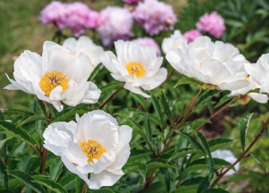 Peony Le Jour - beyaz bir fincan tabağına benzeyen muhteşem çiçekler, alt taç yaprakları, dik açılarda bükülmüş ve bu parlak sarı çekirdekten oluşan tabağın üzerinde yer alıyorlar..