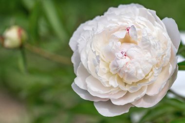 Büyüleyici otçul şakayık pastellegance terry tipi, 21 cm çapında, pastel paletin her tonuna boyanmış büyük bir tomurcuğa sahiptir..