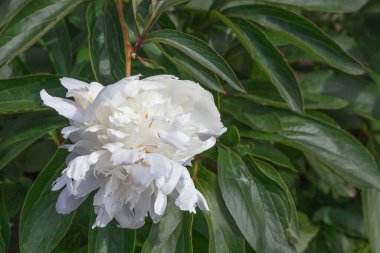 Sersemletici beyaz şakayıklar ve kuş yaprakları.