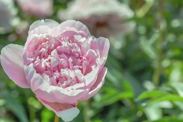 Peony Claire Dubois Flor Dupla Rosa Claro Diâmetro Arbusto Ligeiramente — Fotografia de Stock