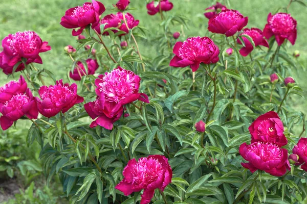 Peony Neon One Most Popular Japanese Inflorescences Two Row Cup Stock Photo  by ©AIS60 479644746