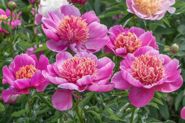 Peony Neon Des Japonais Les Populaires Inflorescences Deux Rangées Forme — Photo