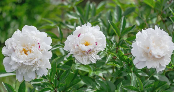 Pivoine Festiva Maxima Est Une Plante Polyvalente Qui Semble Tout — Photo