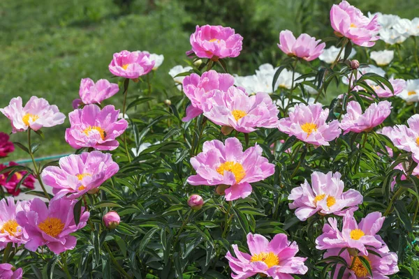 Herbaceous Peonies Lake Silver Carmine Pink Double Flowers Silvery Tips — Stock Photo, Image