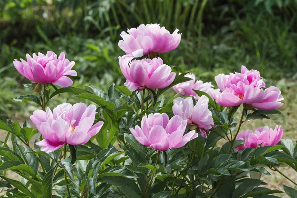 Peony Sea Shell Chinese Peony Sea Shell Paeonia Lactiflora Sea — Fotografia de Stock