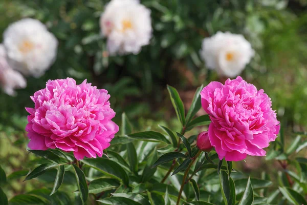 Peony Suzette Una Pianta Erbacea Perenne Con Potenti Tuberi Carnosi — Foto Stock