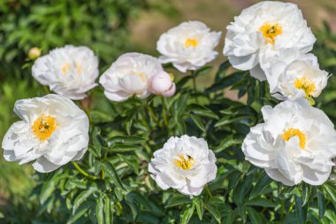 Peony Kadeh Saunders, 1929 ABD. Beyaz bir fincan tabağına benzeyen muhteşem çiçekler. Dik açılı ve parlak sarı çekirdekli bir tabağın üzerinde yer alıyor..