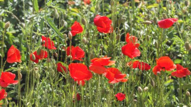 Bahçedeki çiçek tarhında güzel gelincikler.