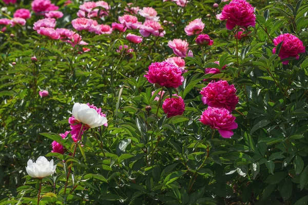 Egy Gyönyörű Virágágyás Darabja Peonies Nagyon Szép Mert Buja Színek Stock Fotó