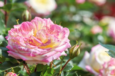 Gül karışımı çay sarı ahududu - büyük çifte çiçek (13-14 cm) eşsiz krem sarısı ve kırmızı tonlu.