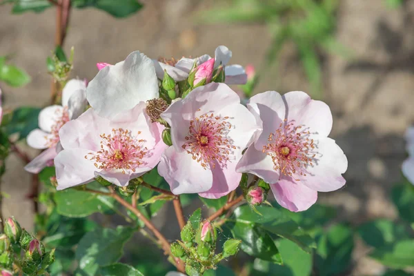Ground Cover Rose Botanical Garden Kiev — Stock Photo, Image