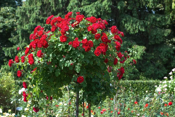 stock image The standard rose 