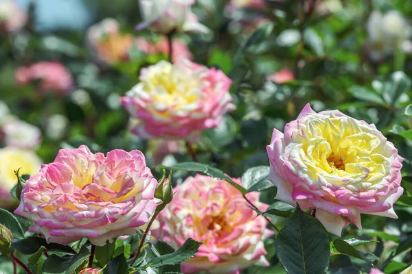 Thé Hybride Rose Jaune Framboise Immenses Fleurs Doubles 14Cm Aux — Photo