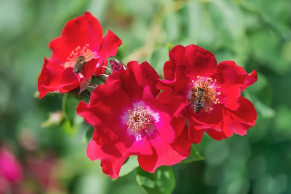 Cobertura Terra Aumentou Rouge Meilandecor Flores Carmesim Com Centro Leve — Fotografia de Stock