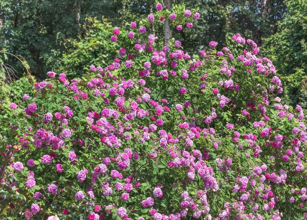 Скелелазіння Троянди Рожева Мушімара Великі Квіти Напівдвомісні Складаються Пелюсток Збирають — стокове фото