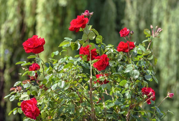 Rózsa Floribunda Rotilia Bíborvörös Virágok Közepes Méretű Cupped Dupla Szirmok — Stock Fotó