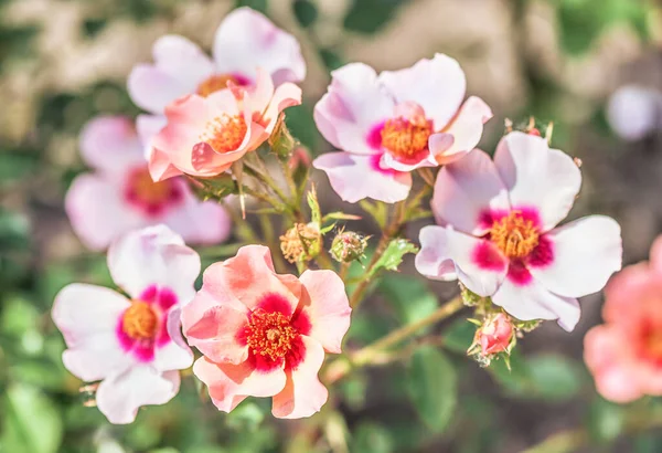 Beautiful English Ground Cover Rose Very Delicate Pure Color Combination — Stock Photo, Image