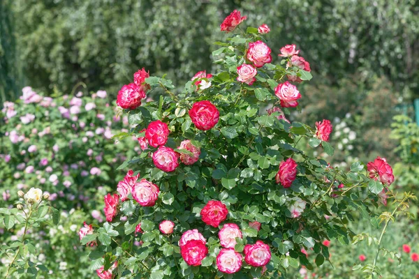 Rose Çifte Zevk Dünyanın Iyi Bilinen Güllerinden Biri Deal Klasik Stok Fotoğraf