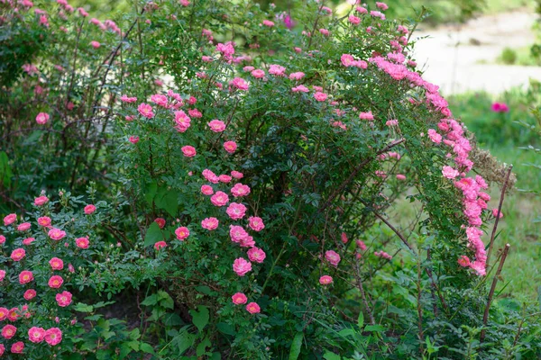 Rose Ros Wine Est Une Variété Délicieusement Délicate Qui Est — Photo