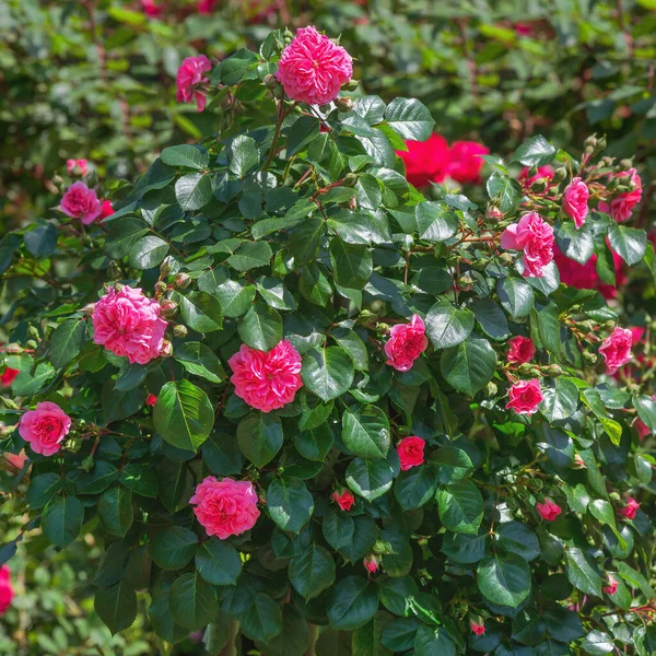 Rose William Shakespeare Egy Igazán Csodálatos Fajta Elragadó Virágok Egy — Stock Fotó