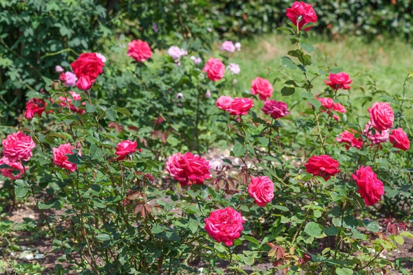 Hibrid Tea Rózsa Női Boldogság Virágok Egy Meleg Finom Rózsaszín — Stock Fotó