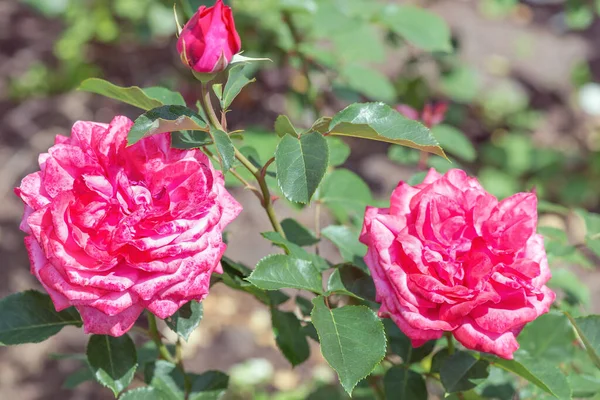 Rosa Ibrida Felicità Delle Donne Fiori Colore Rosa Caldo Delicato — Foto Stock