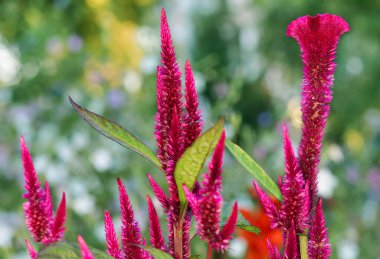Celosia Cirrus - this annual has lush, relatively long inflorescences reaching about 13 of the total height.