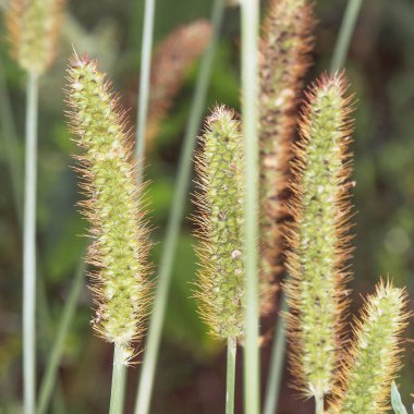 Tüylü dikenler tarlanın kenarında yetişir. Güzel dikenli otların yakın çekimi. Seçici odak resmi.