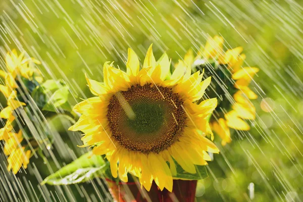 Summer rain and sunflower — Stock Photo, Image