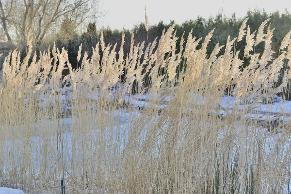 Piękna aleja w winter park — Zdjęcie stockowe