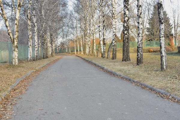 Birch alley in the park — Stock Photo, Image