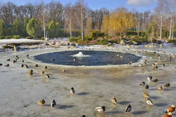 Fragment of a winter lake in the park