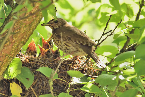 Mavis with chicks in the nest